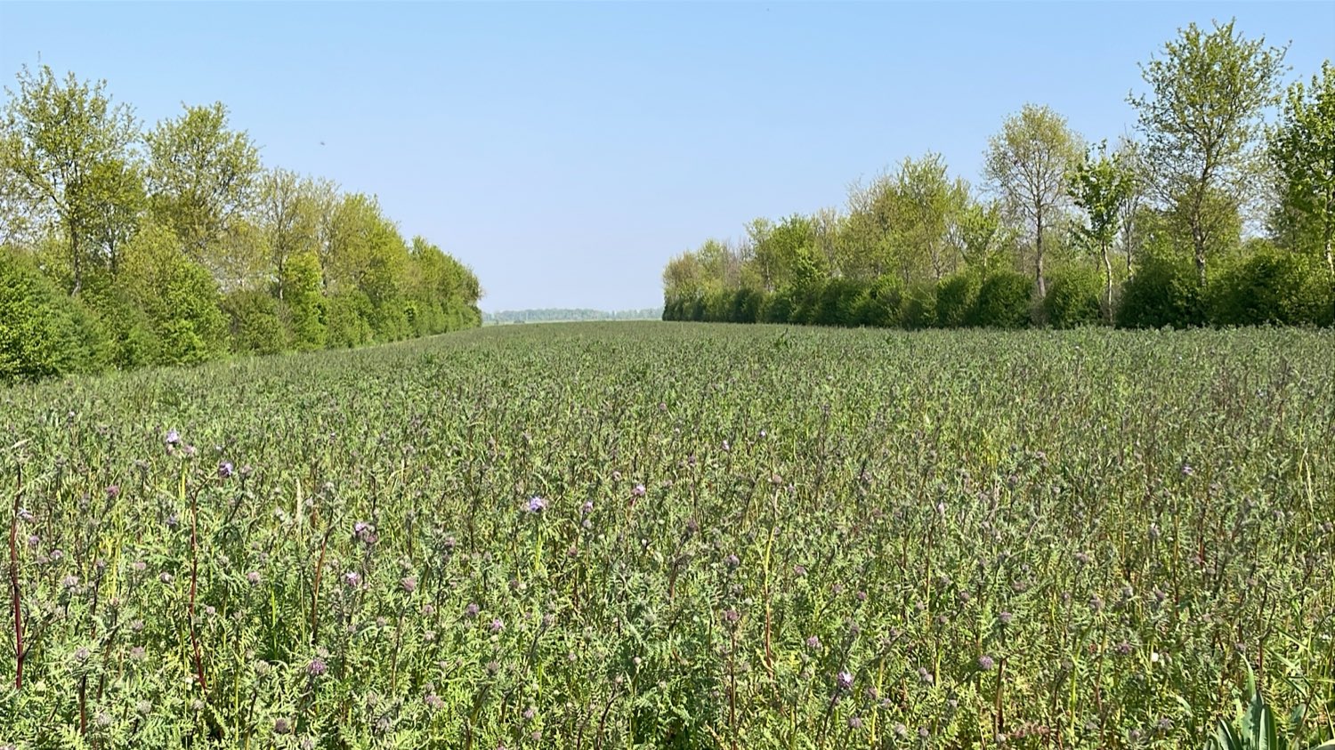 Un campo di cover crop in fiore tra due fasce di alberi