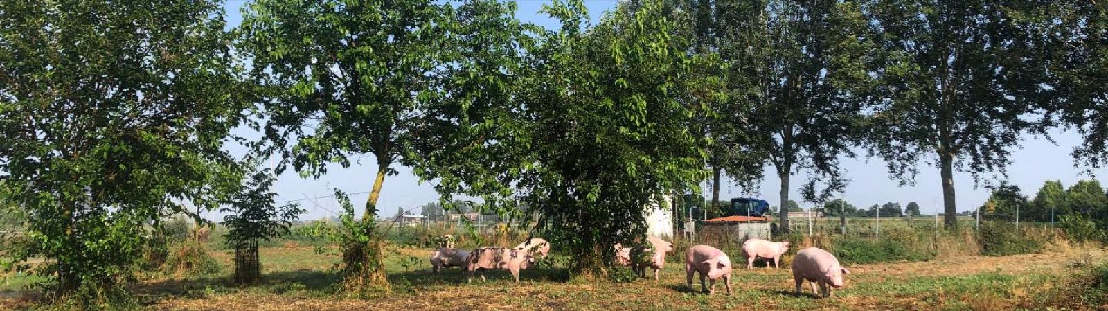 I maiali al pascolo sotto gli alberi